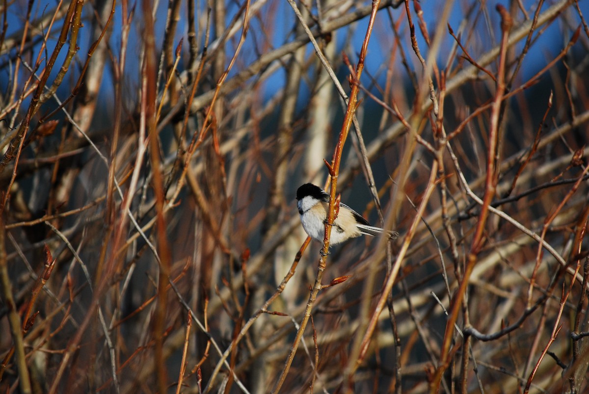 Гаїчка світлокрила - ML647251743