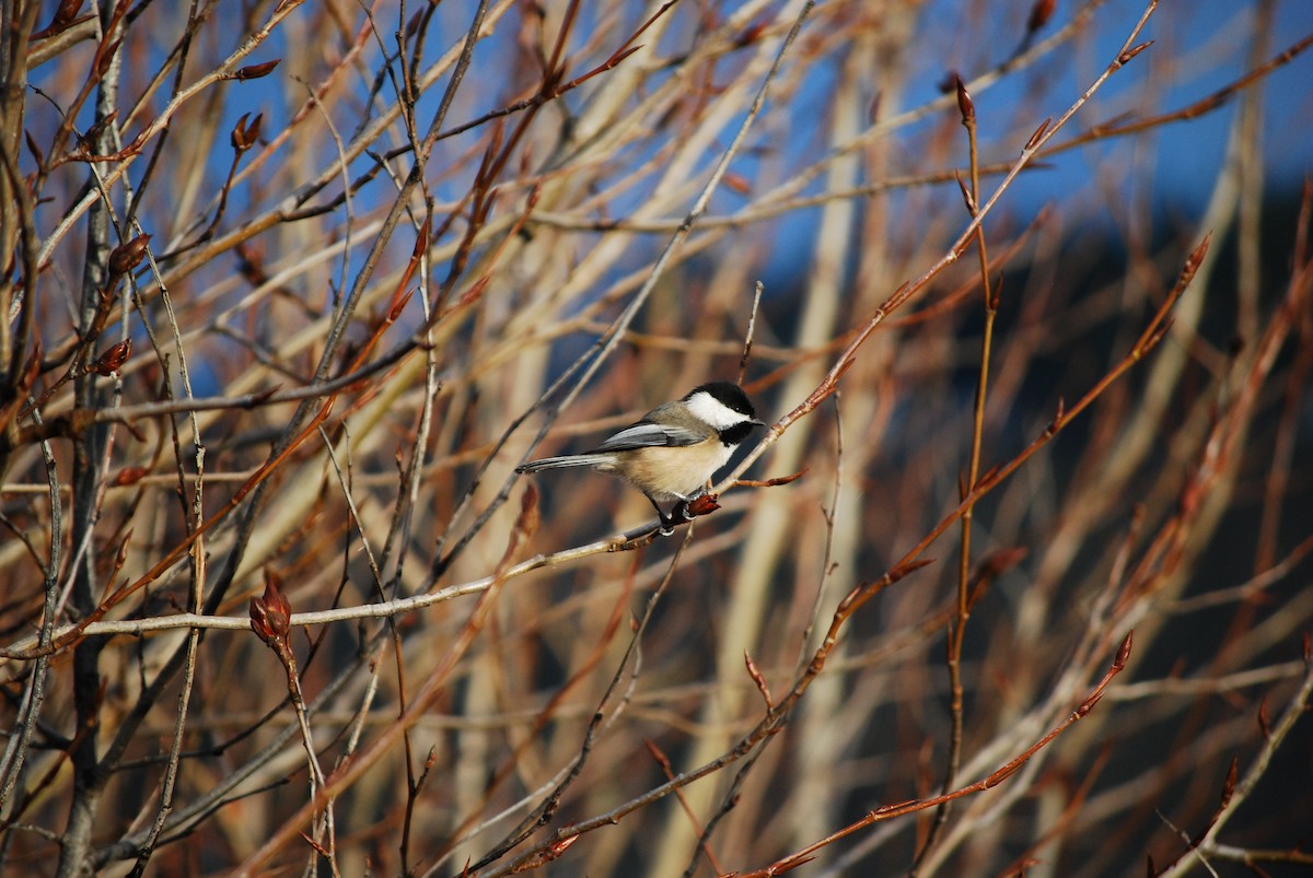 Black-capped Chickadee - ML647251744