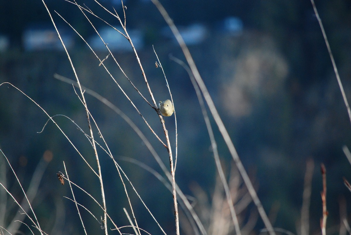 Ruby-crowned Kinglet - ML647251759