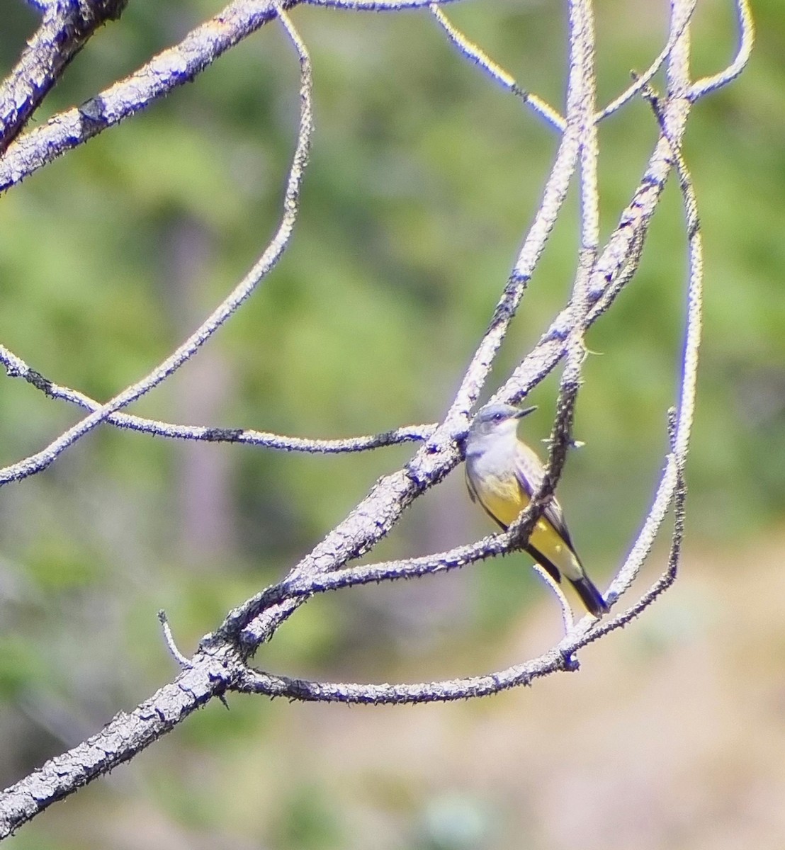 Cassin's Kingbird - ML647251774