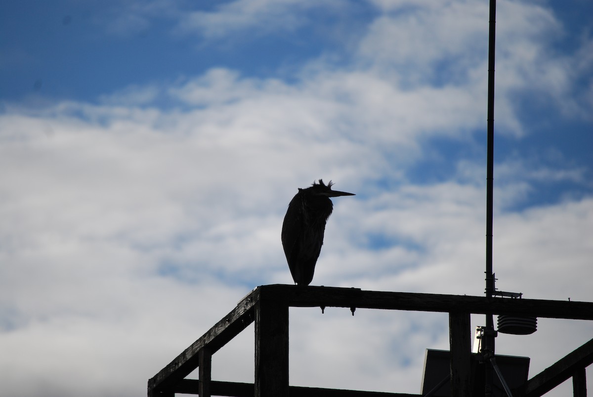 Great Blue Heron - ML647251795