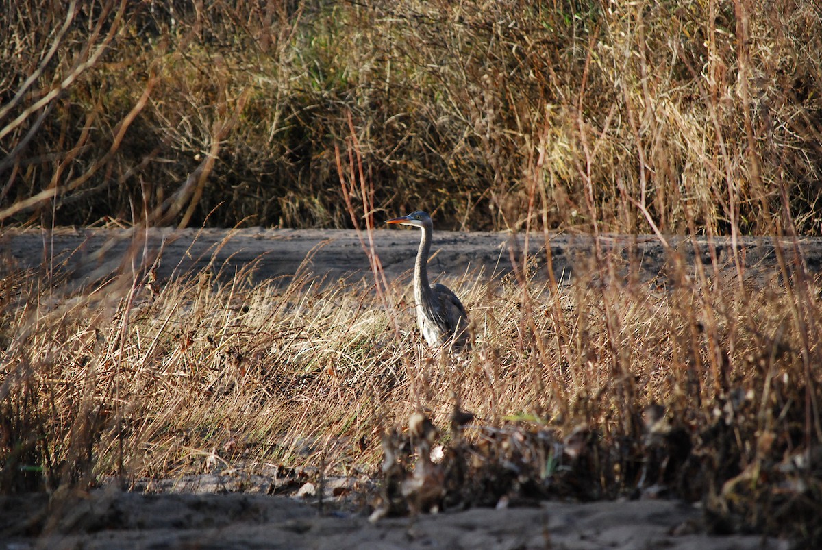 Great Blue Heron - ML647251797