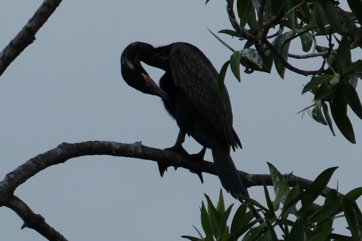 Neotropic Cormorant - ML647251803