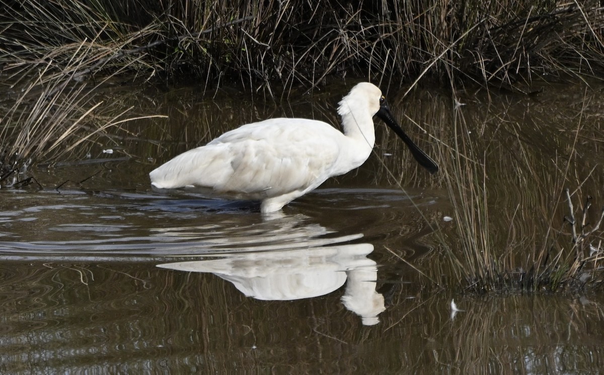 Косар королівський - ML647251823