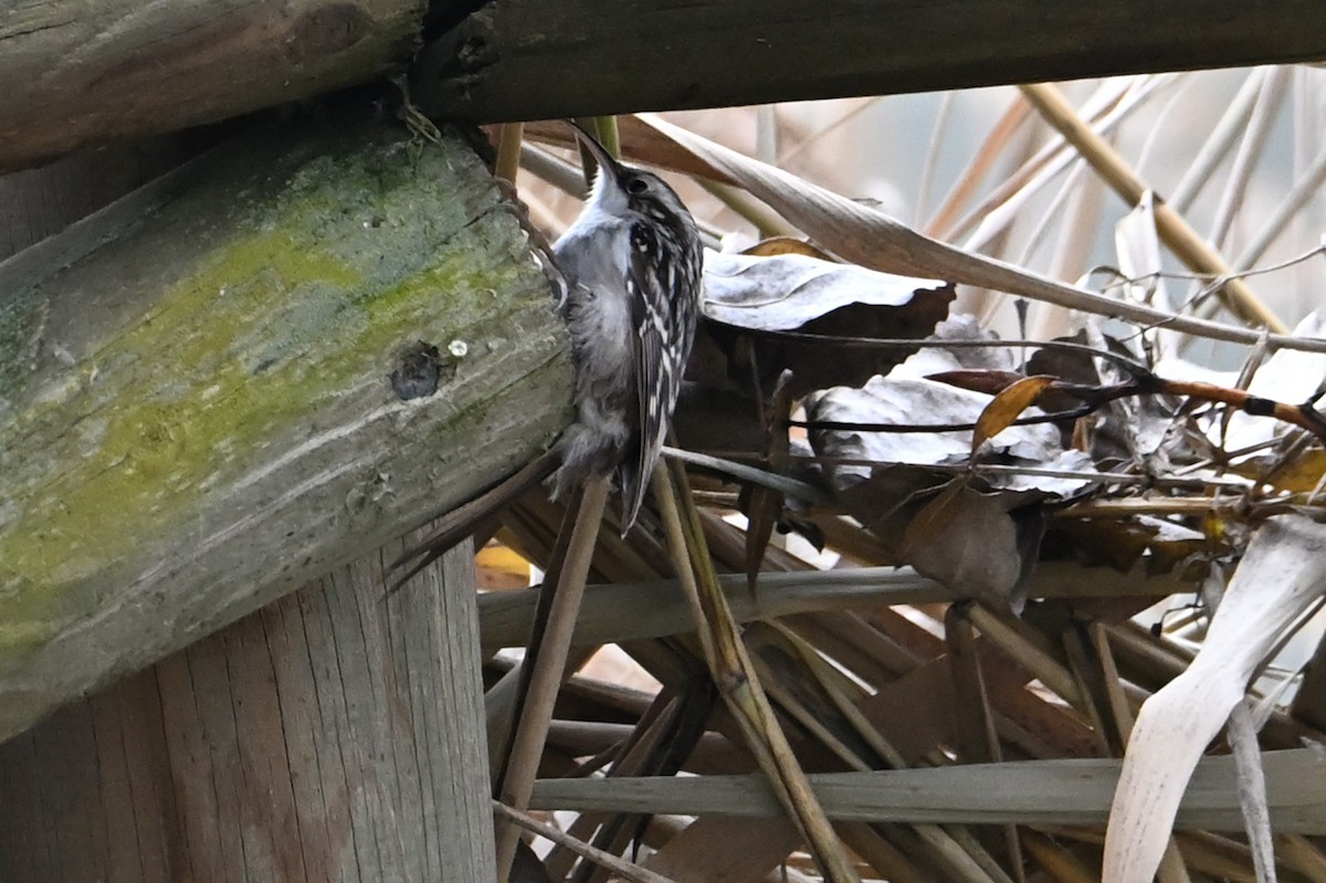 タンシキバシリ - ML647251824