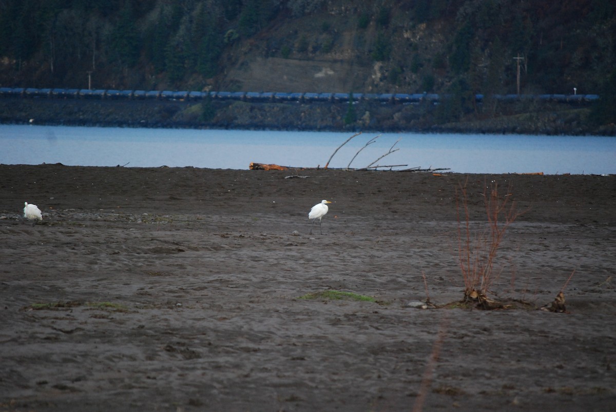 Great Egret - ML647251832
