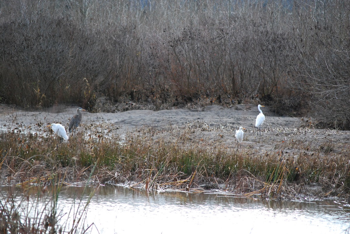 Great Egret - ML647251833
