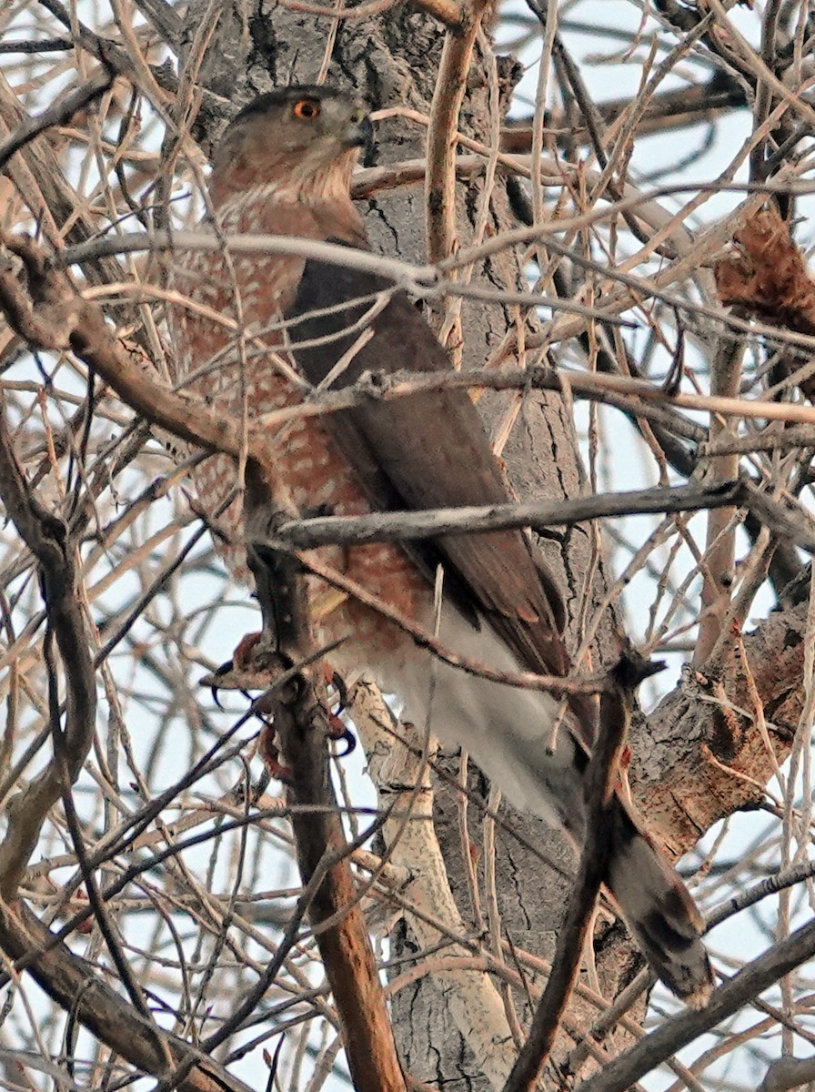 Cooper's Hawk - ML647251845