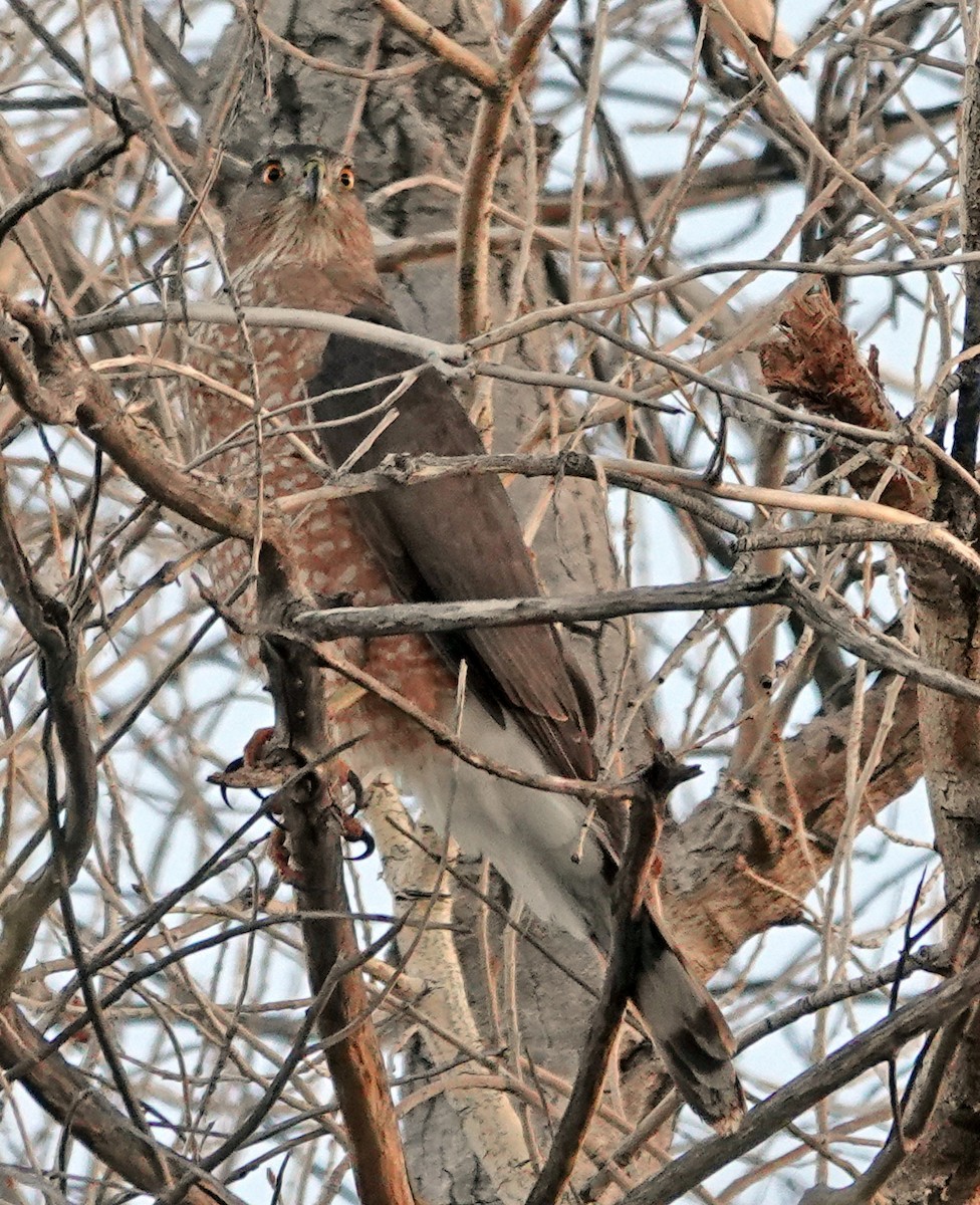 Cooper's Hawk - ML647251846