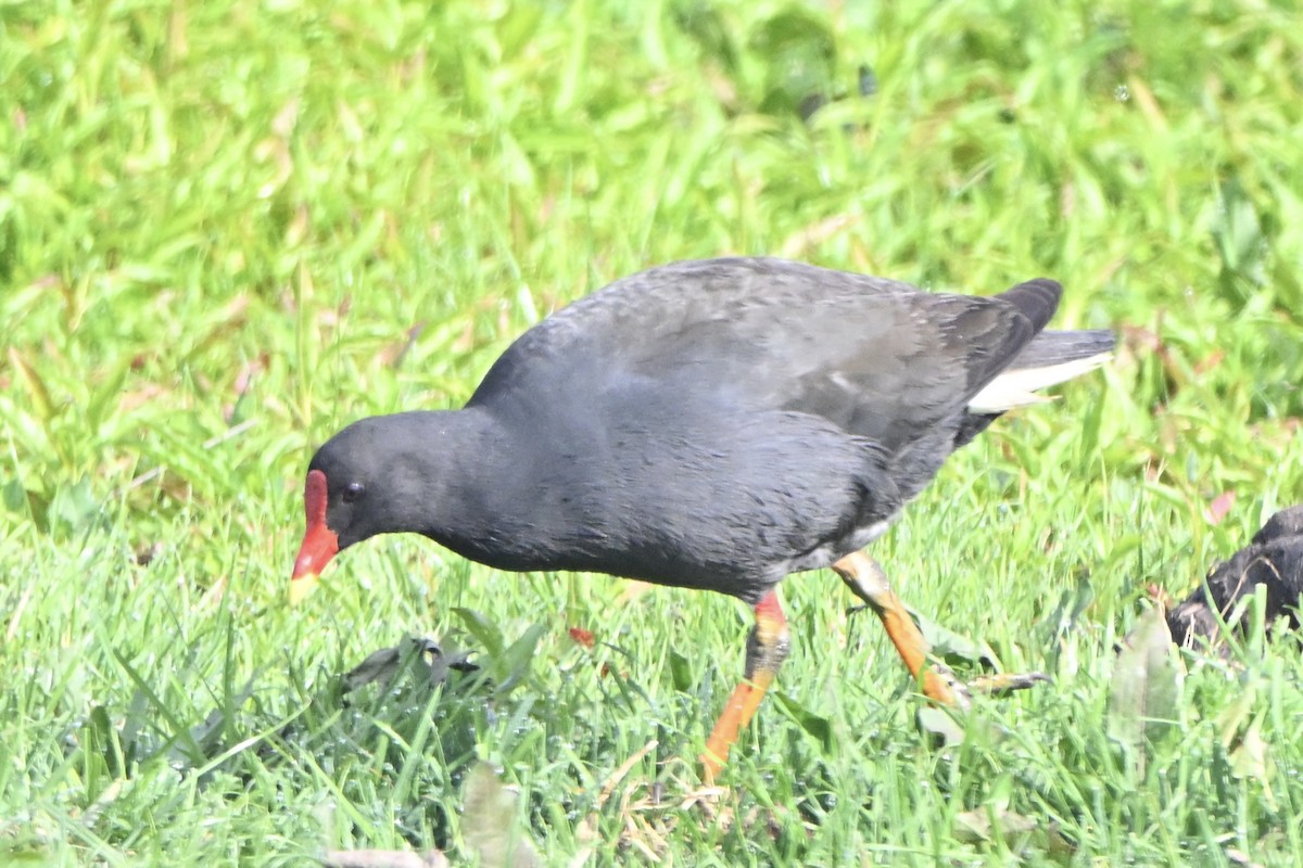 Dusky Moorhen - ML647251885