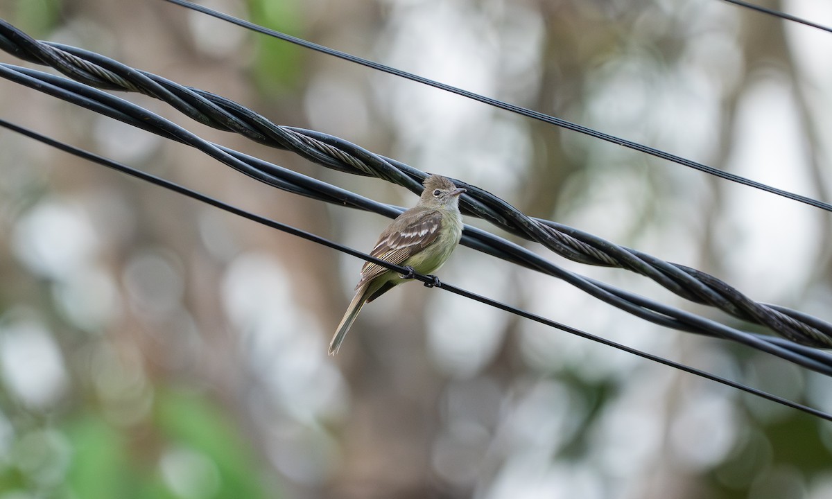 Yellow-bellied Elaenia - ML647251886