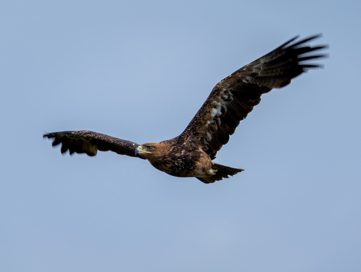 Tawny Eagle - ML647251900