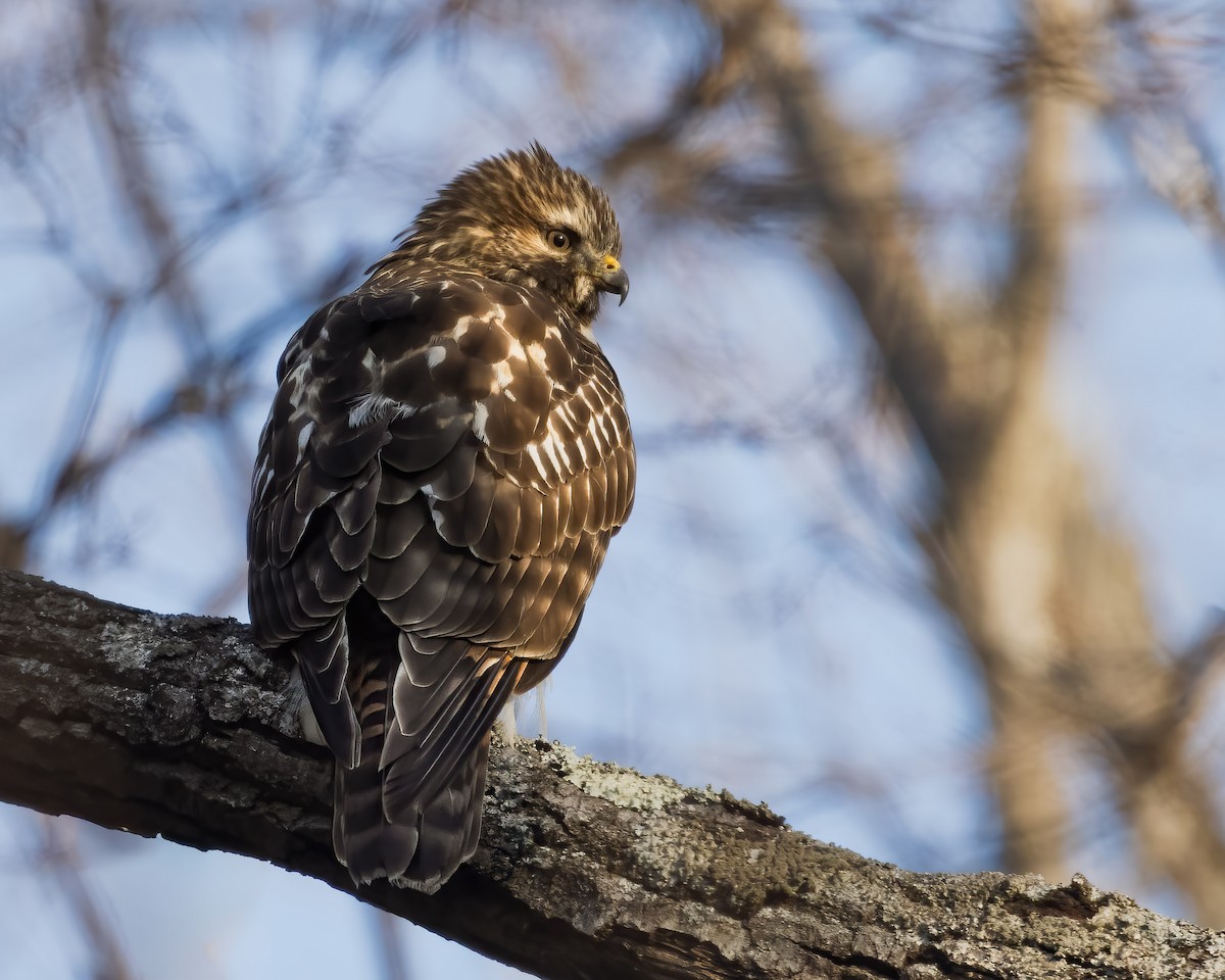 rødvingevåk - ML647251913