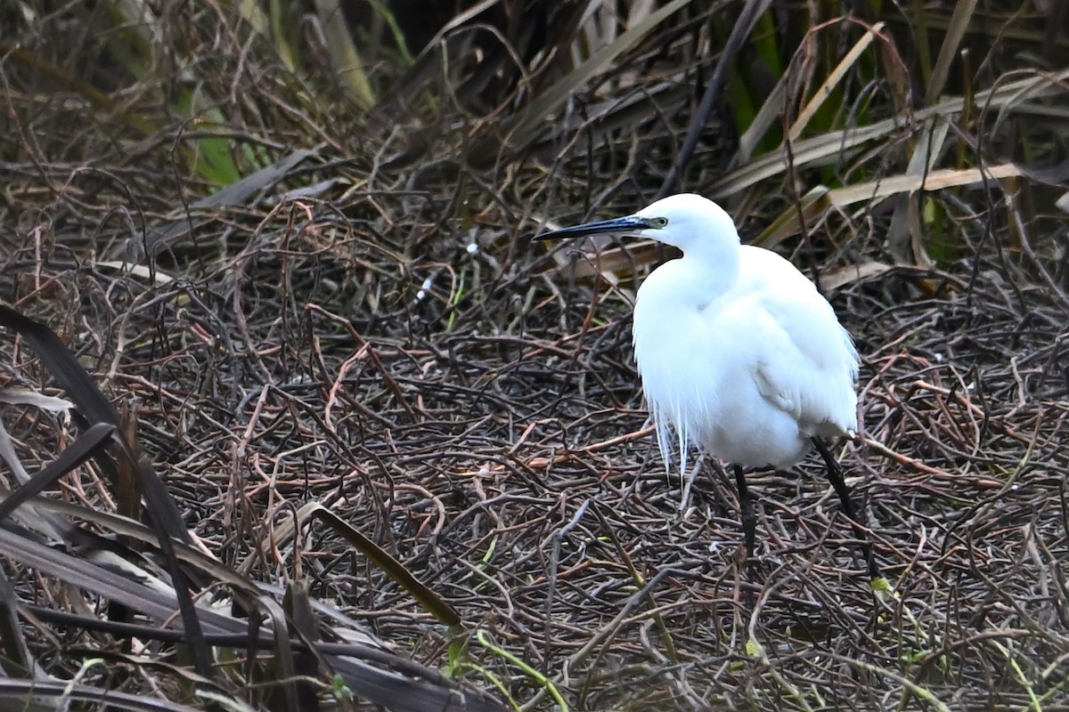 Little Egret - ML647251950