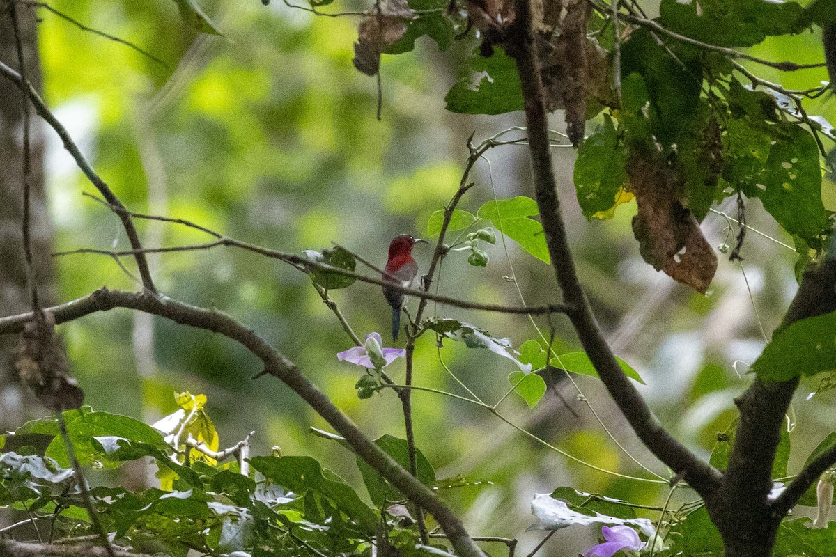 Crimson Sunbird (Goulpourah) - ML647251955