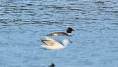 Сэвгэр бохио - ML647251975