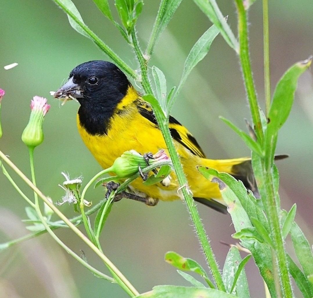 Hooded Siskin - ML647251982