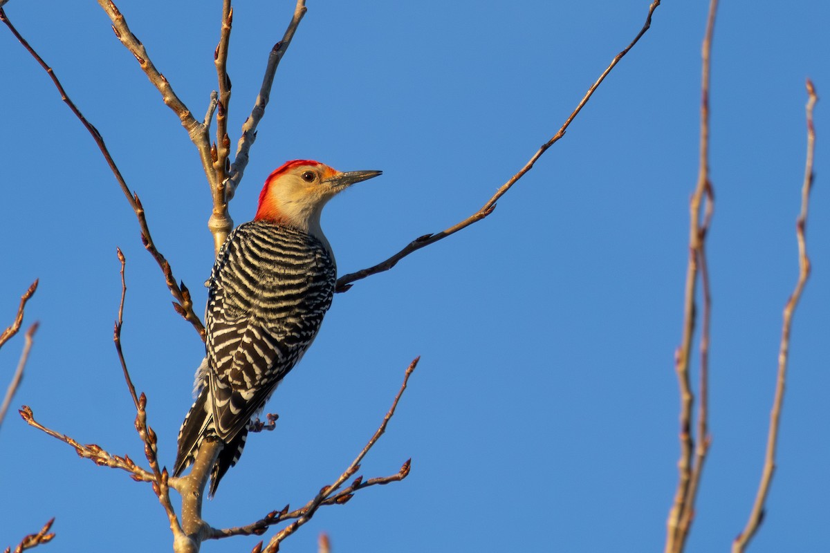 Red-bellied Woodpecker - ML647252013