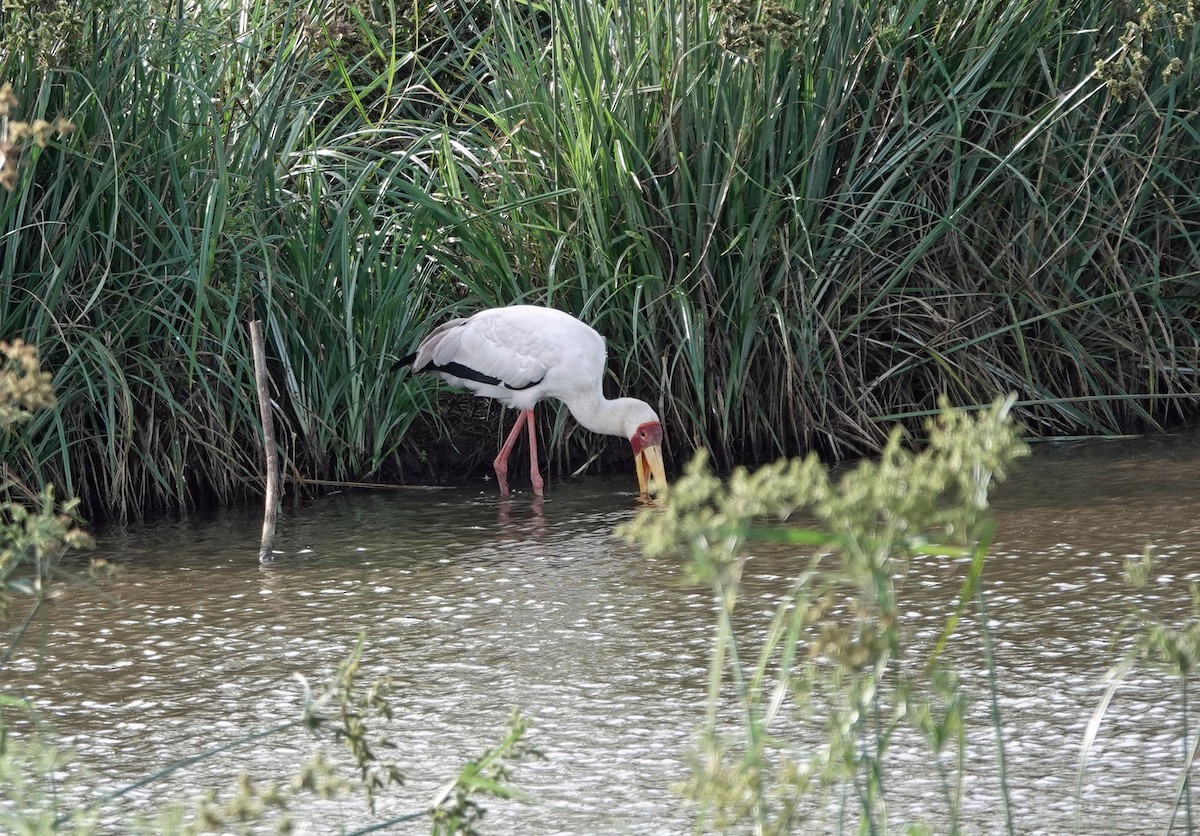 Yellow-billed Stork - ML647252015