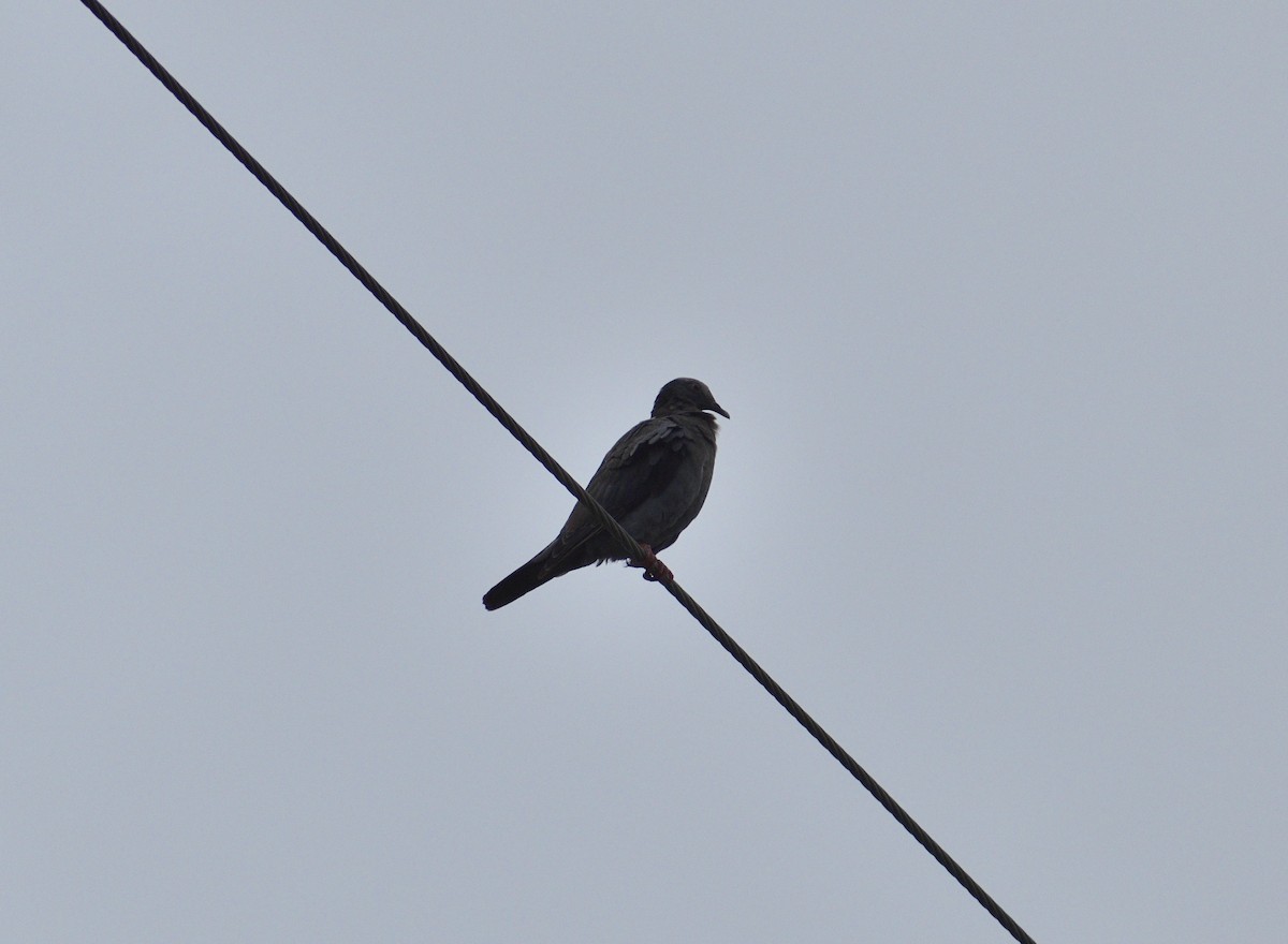 White-crowned Pigeon - ML647252018