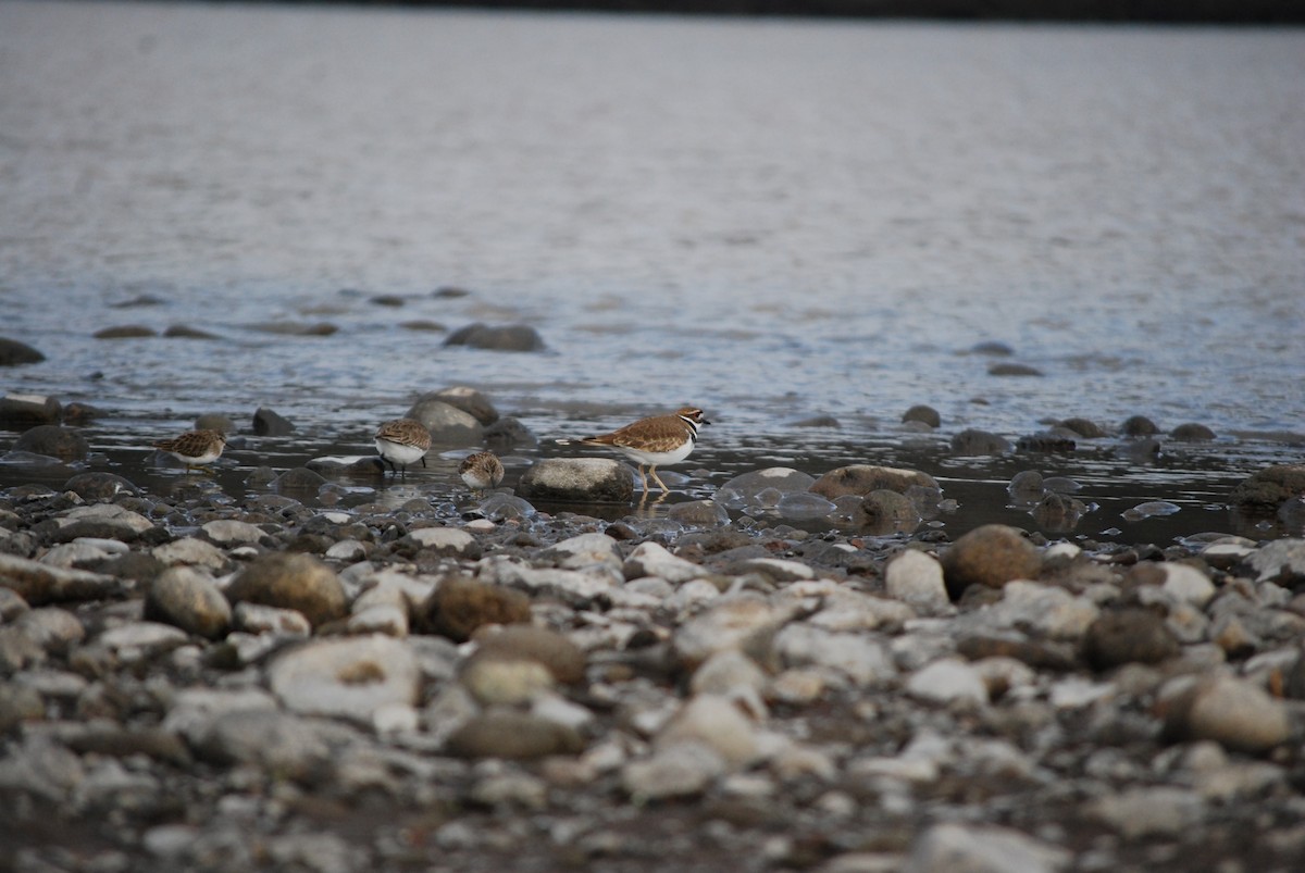 Killdeer - ML647252028