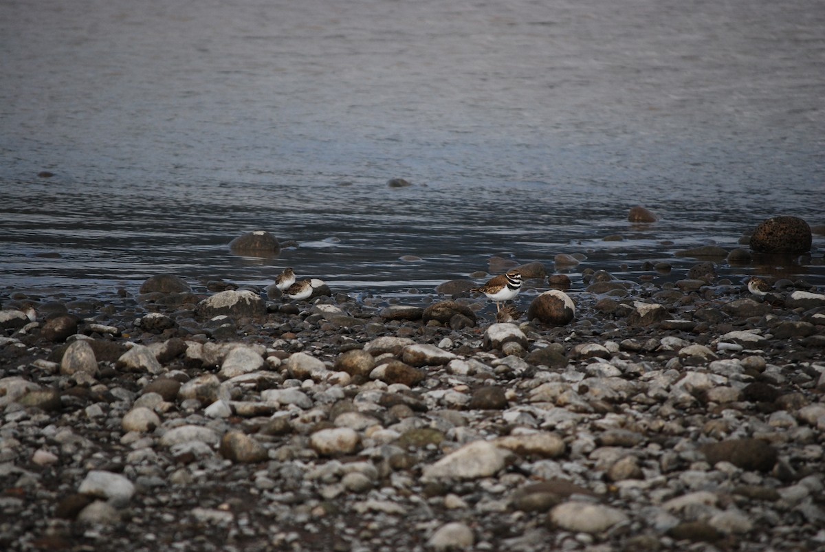 Killdeer - ML647252029