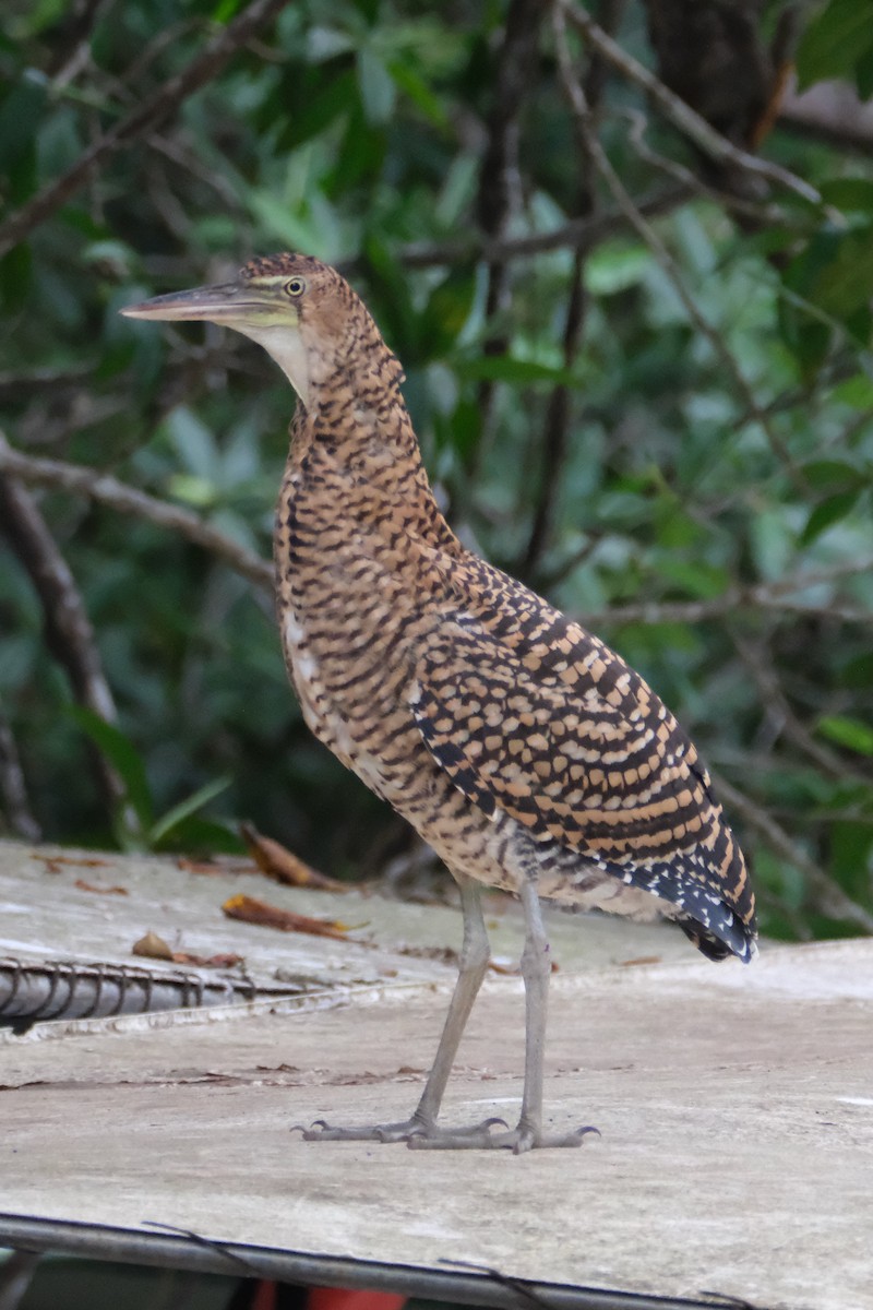 Bare-throated Tiger-Heron - ML647252053