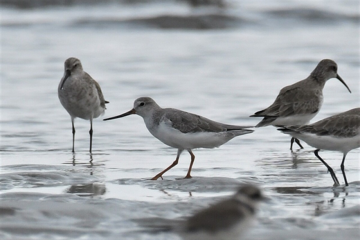 ソリハシシギ - ML647252070