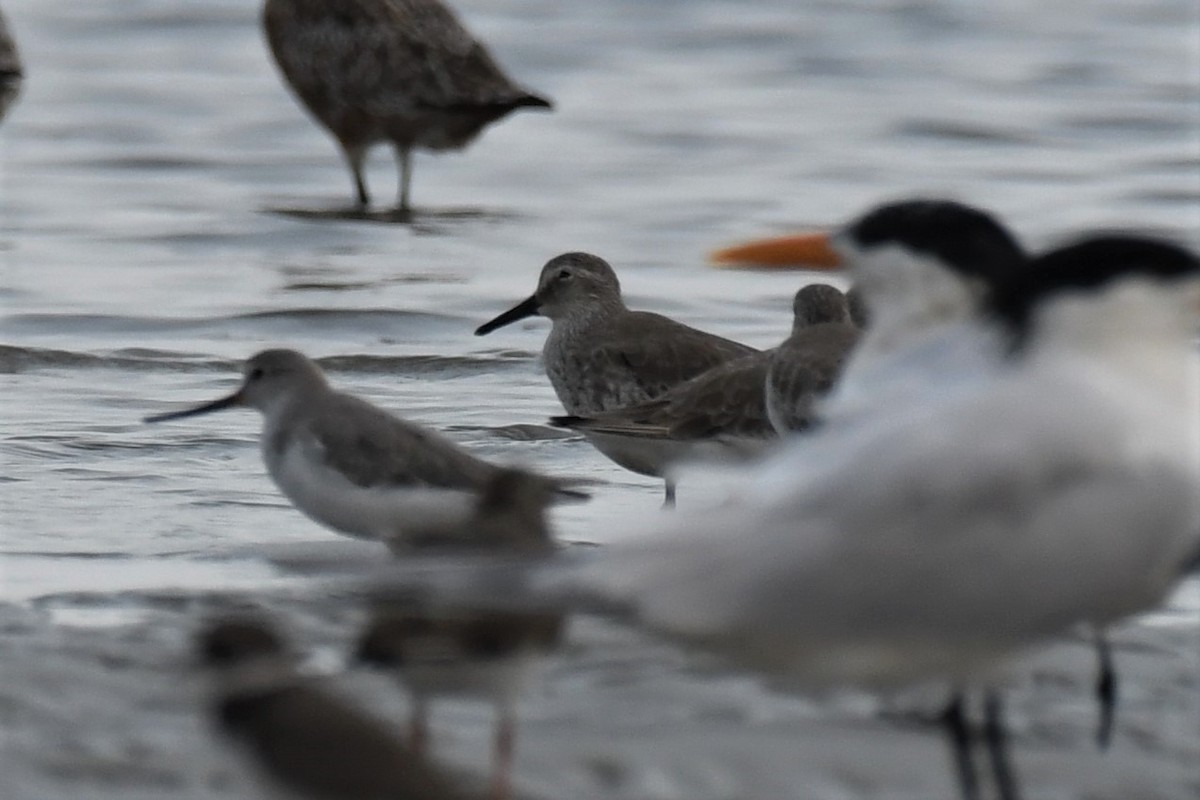 Bécasseau maubèche - ML647252076