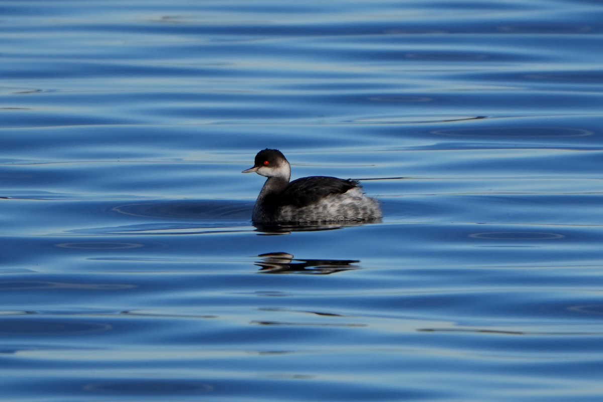 Grèbe à cou noir - ML647252088