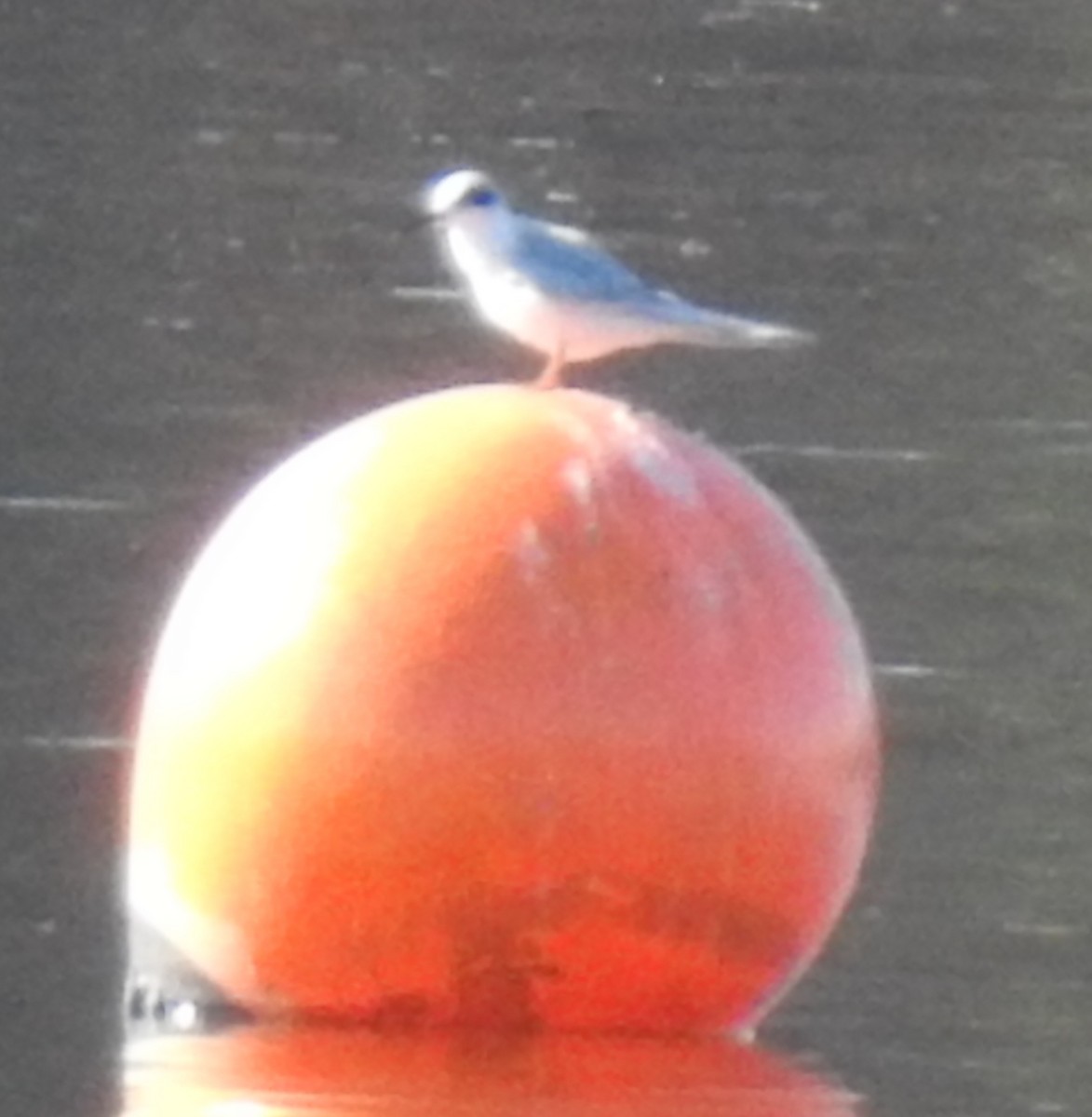 שחפית שחורת-אוזן - ML647252104