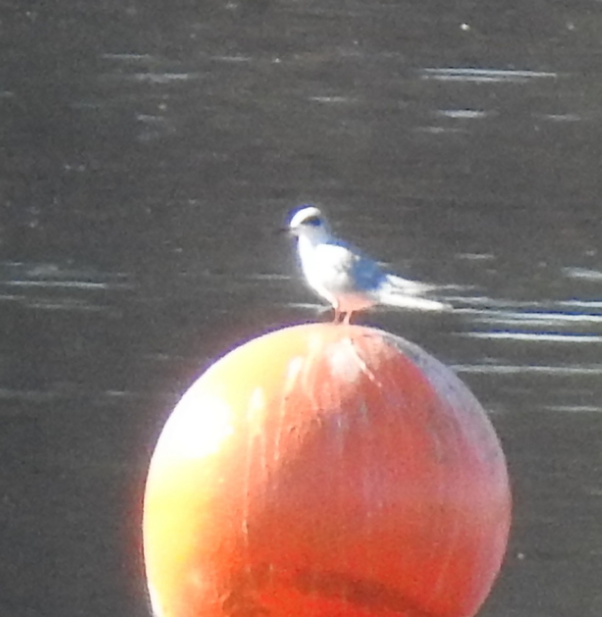 שחפית שחורת-אוזן - ML647252105
