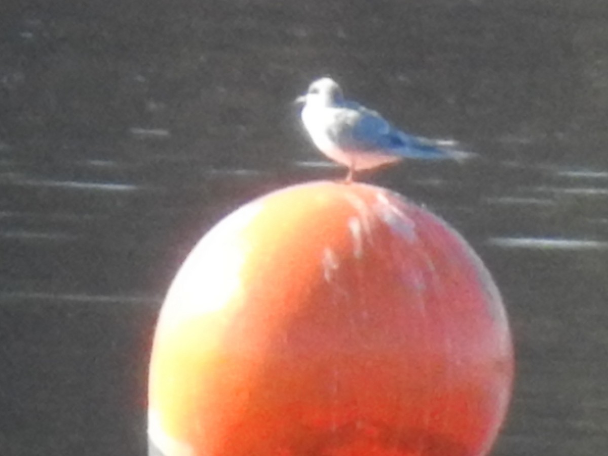 שחפית שחורת-אוזן - ML647252106