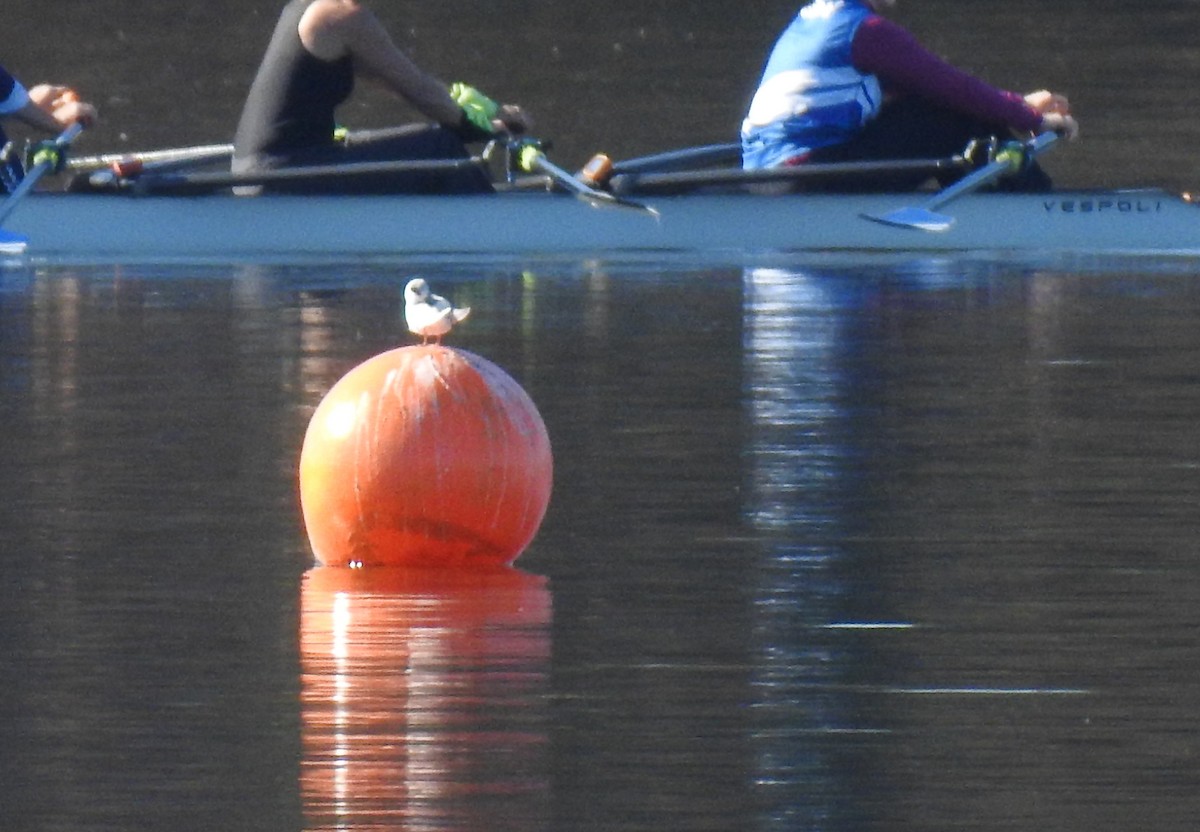 שחפית שחורת-אוזן - ML647252107
