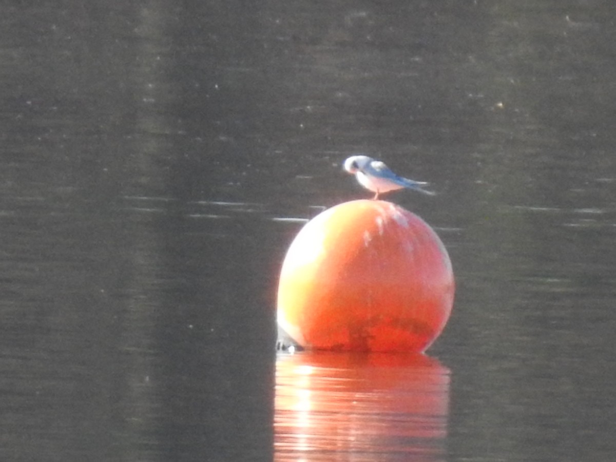 שחפית שחורת-אוזן - ML647252108