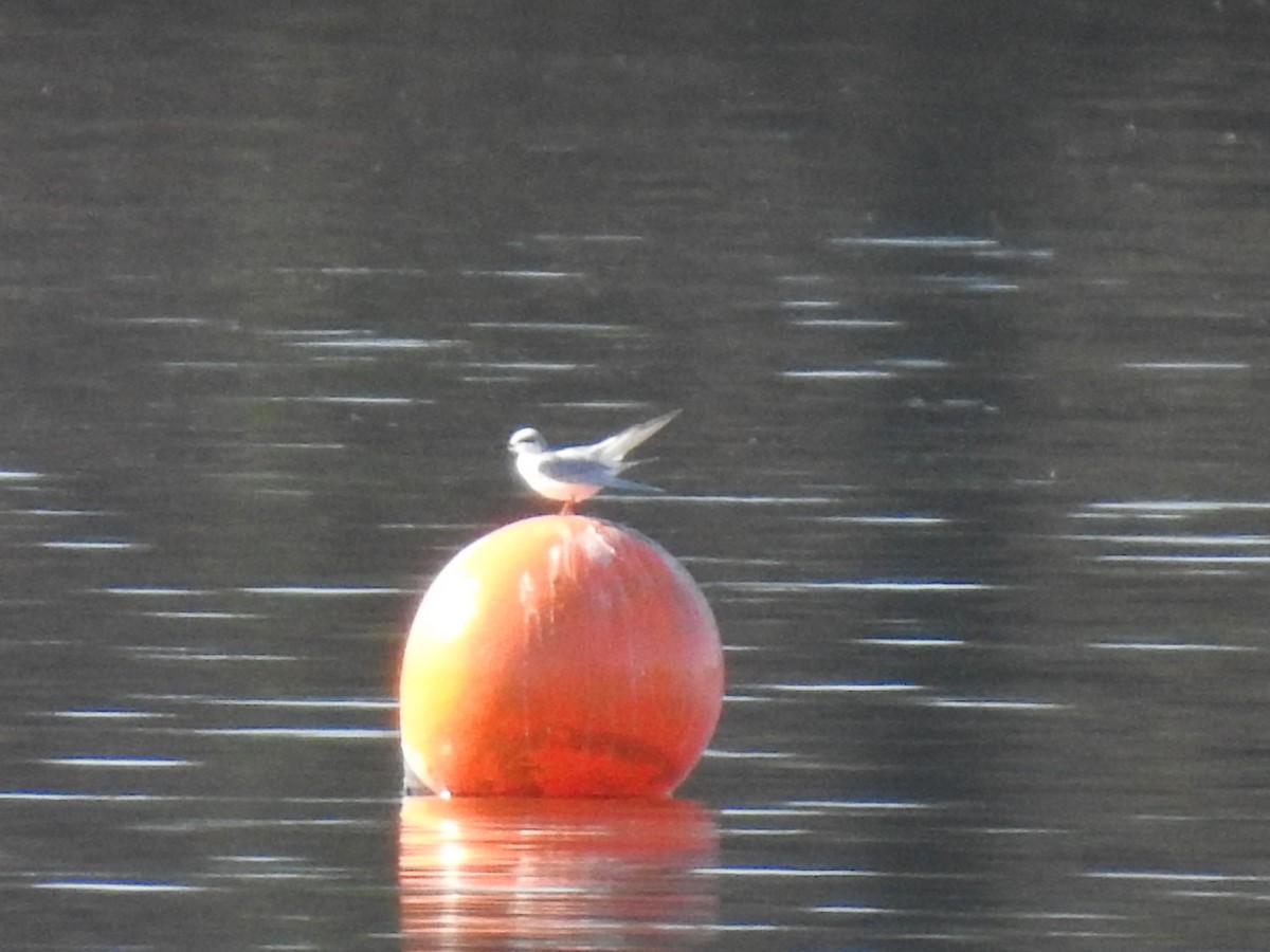 שחפית שחורת-אוזן - ML647252109