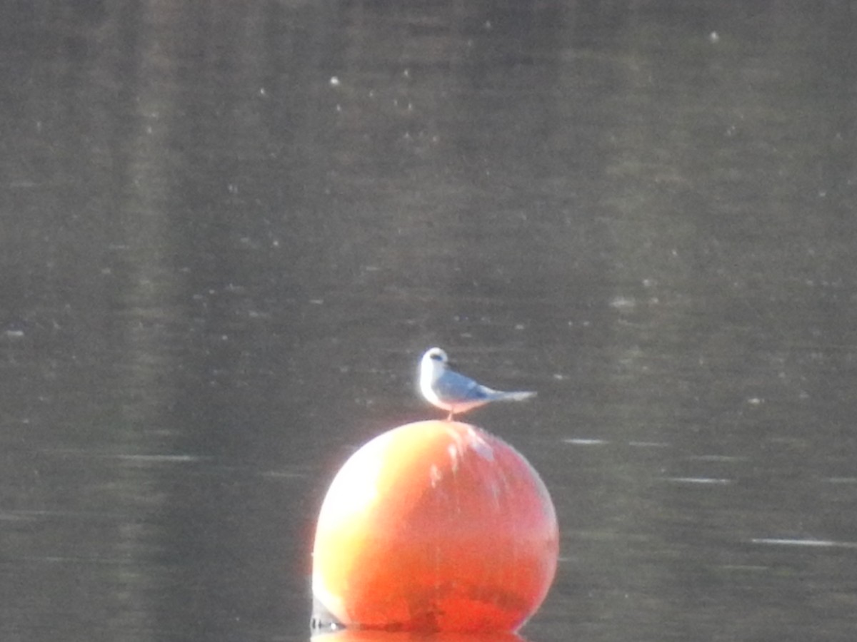 שחפית שחורת-אוזן - ML647252110