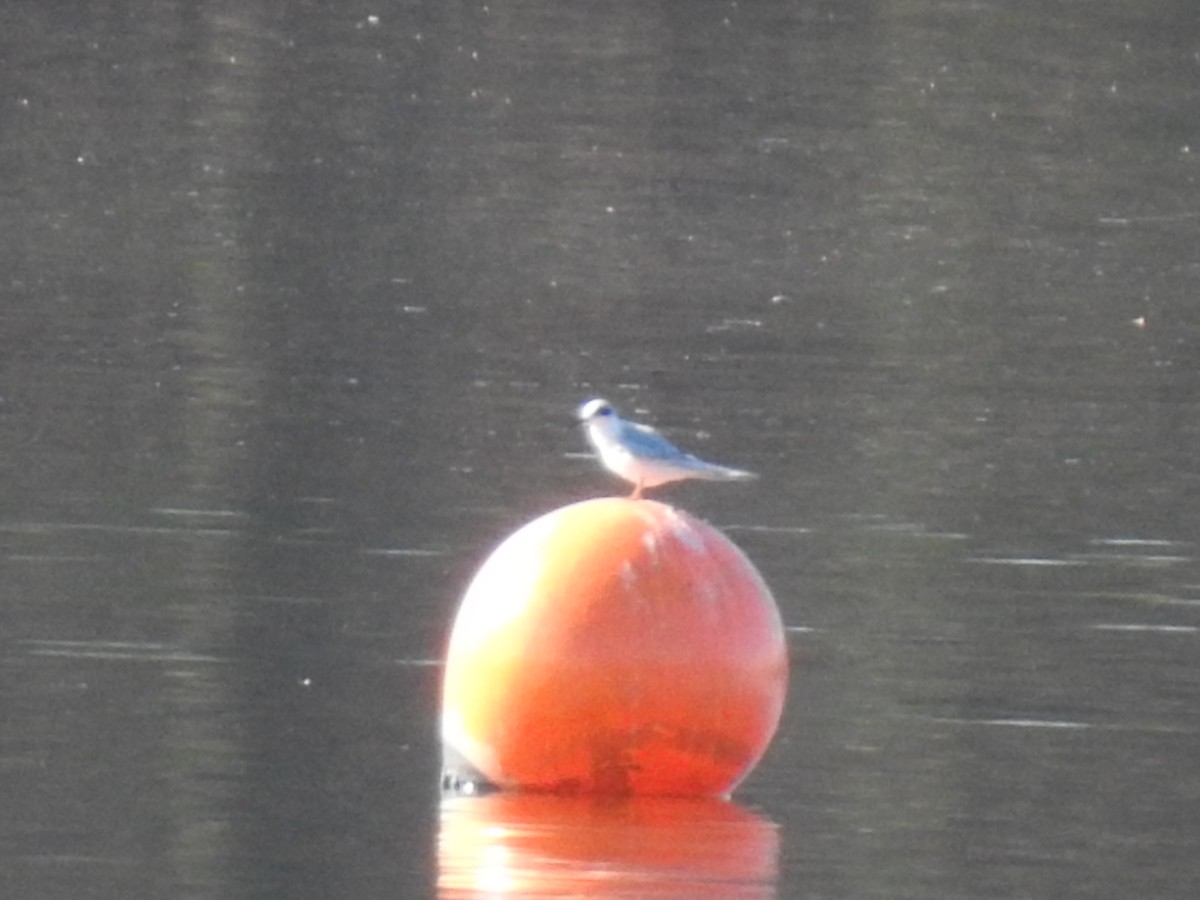 שחפית שחורת-אוזן - ML647252111