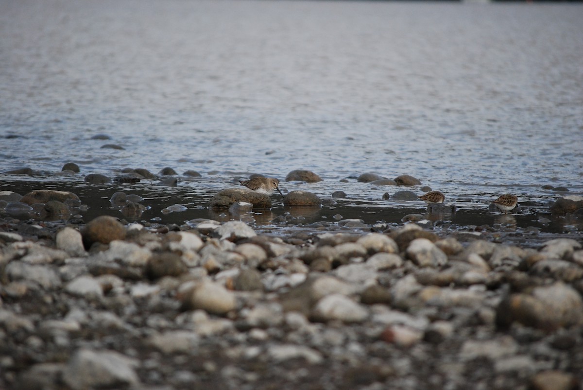 Dunlin - ML647252120