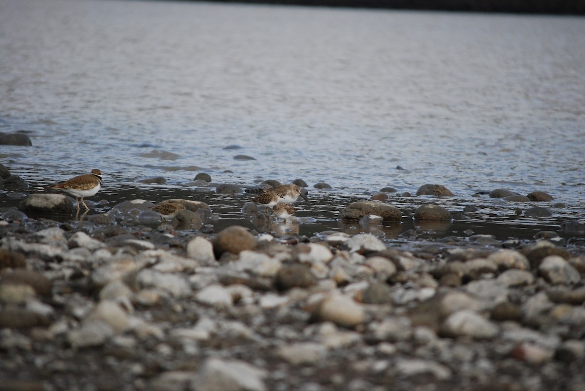 Dunlin - ML647252121