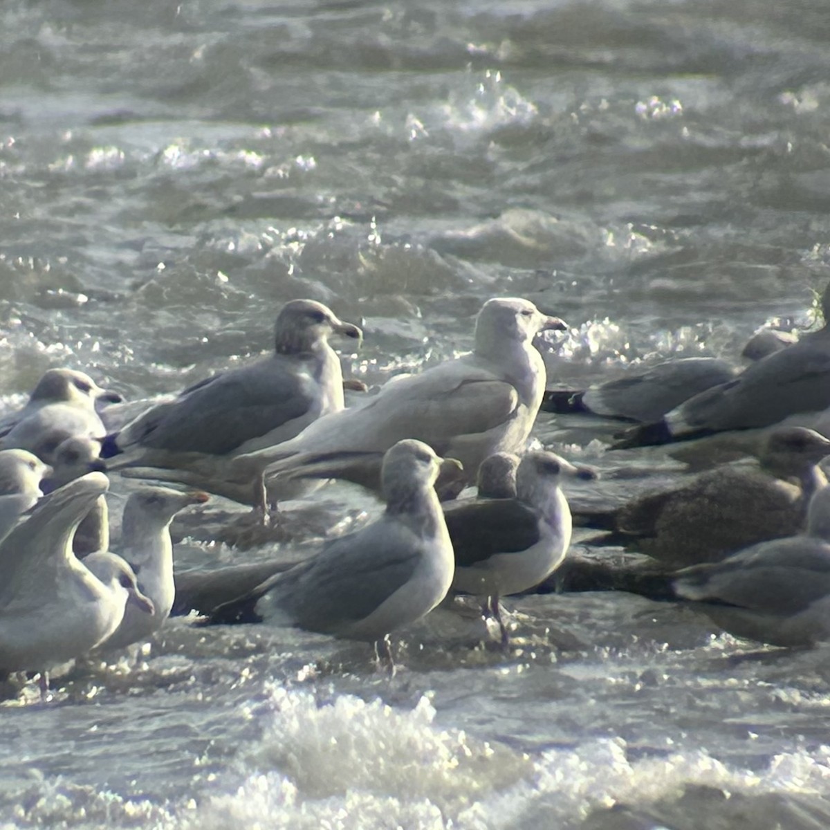 Goéland bourgmestre - ML647252129