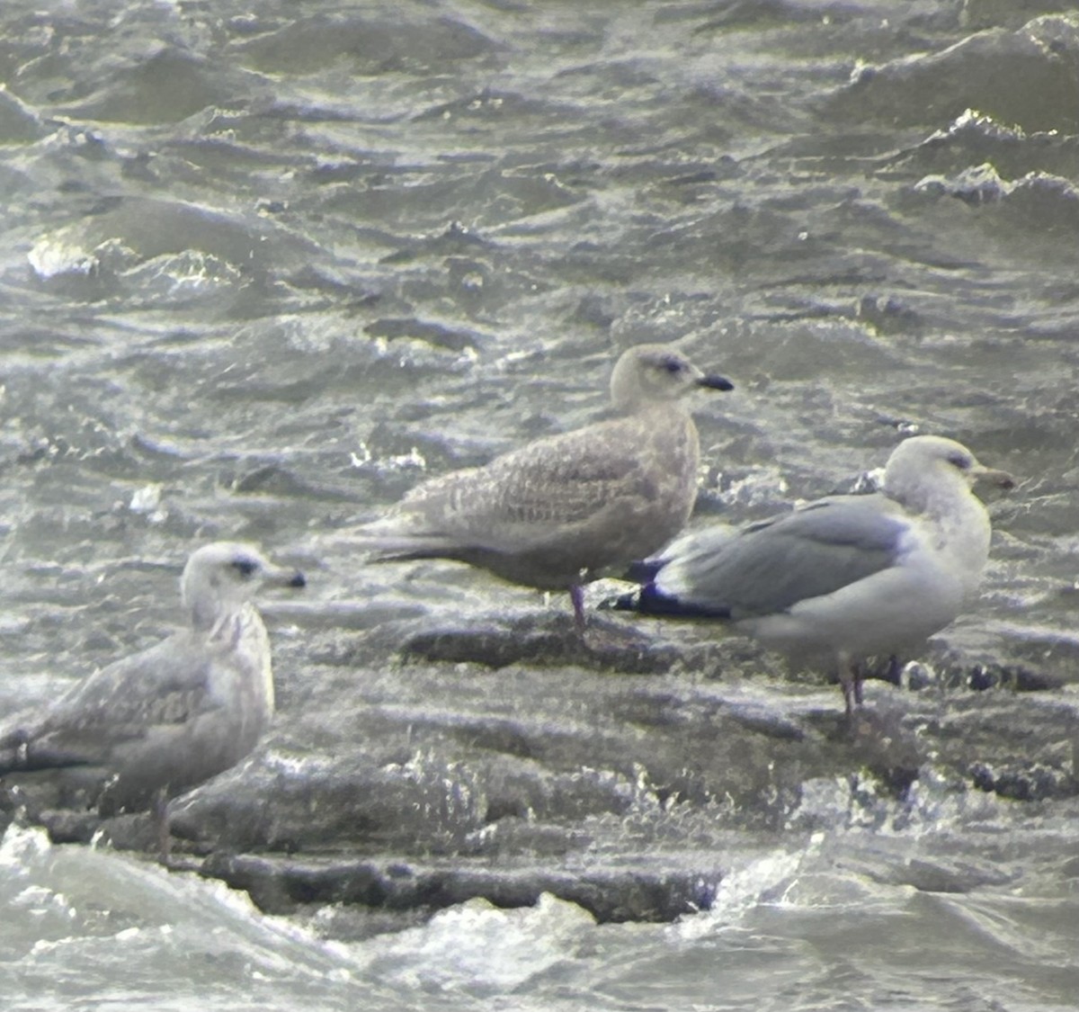 Goéland arctique - ML647252136