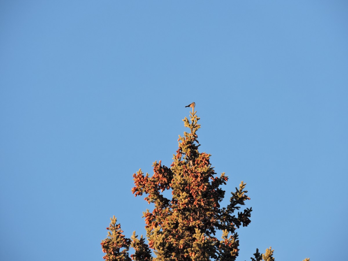 Boreal Chickadee - ML647252152