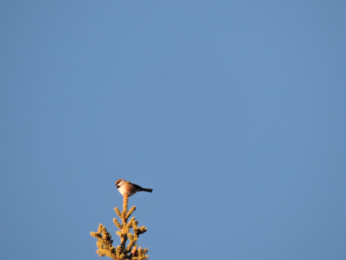 Boreal Chickadee - ML647252154