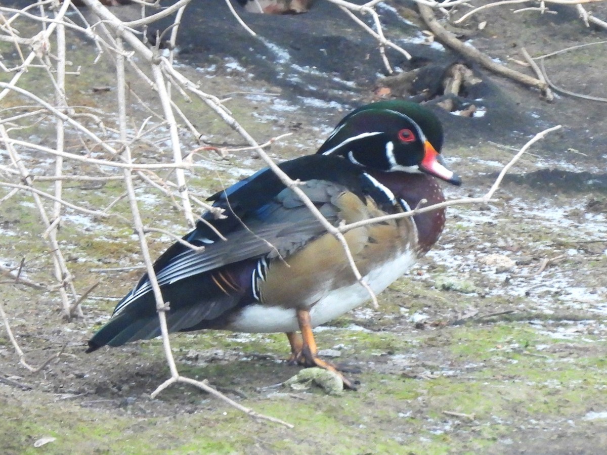 Wood Duck - ML647252155