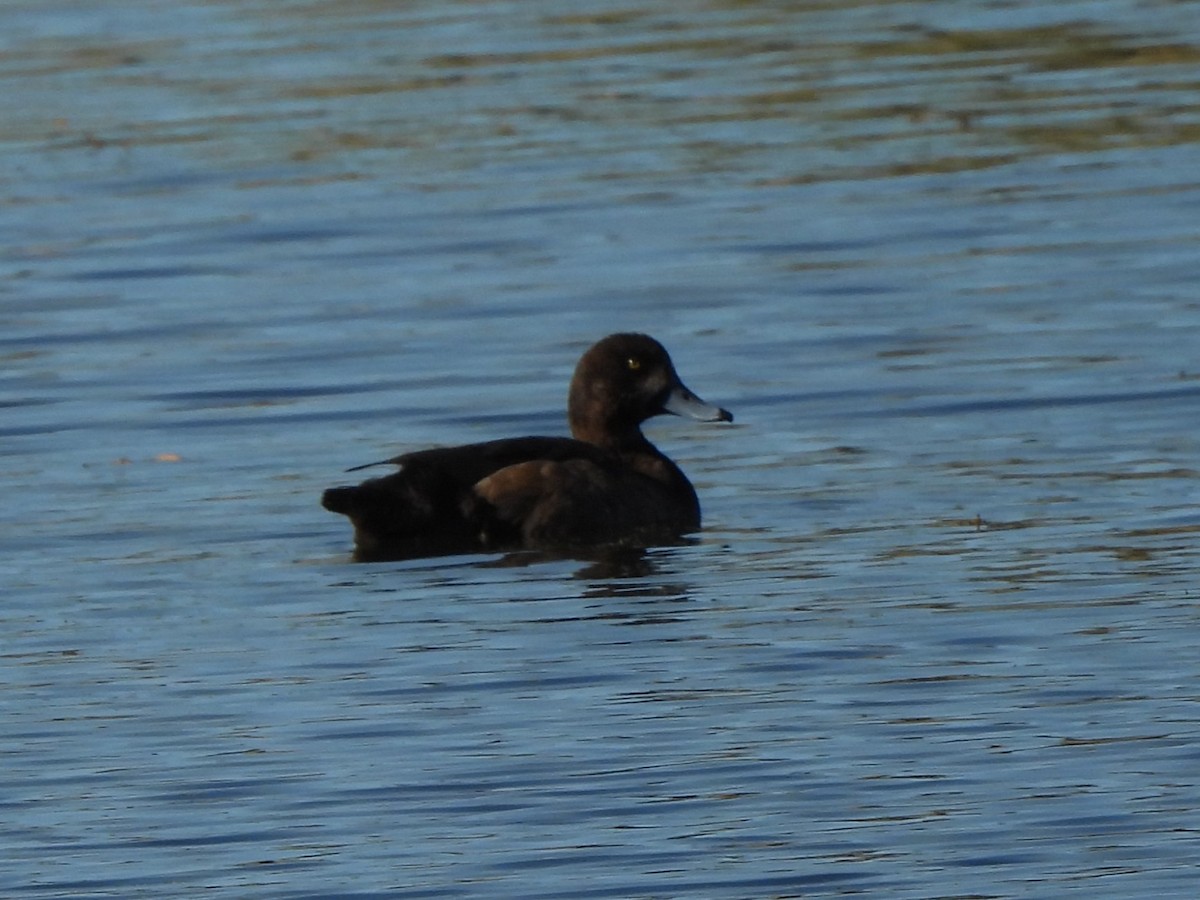 Морская чернеть - ML647252171
