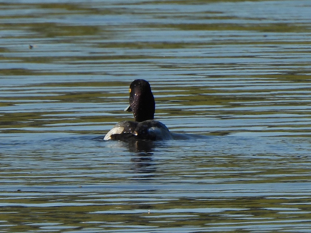 Морская чернеть - ML647252172