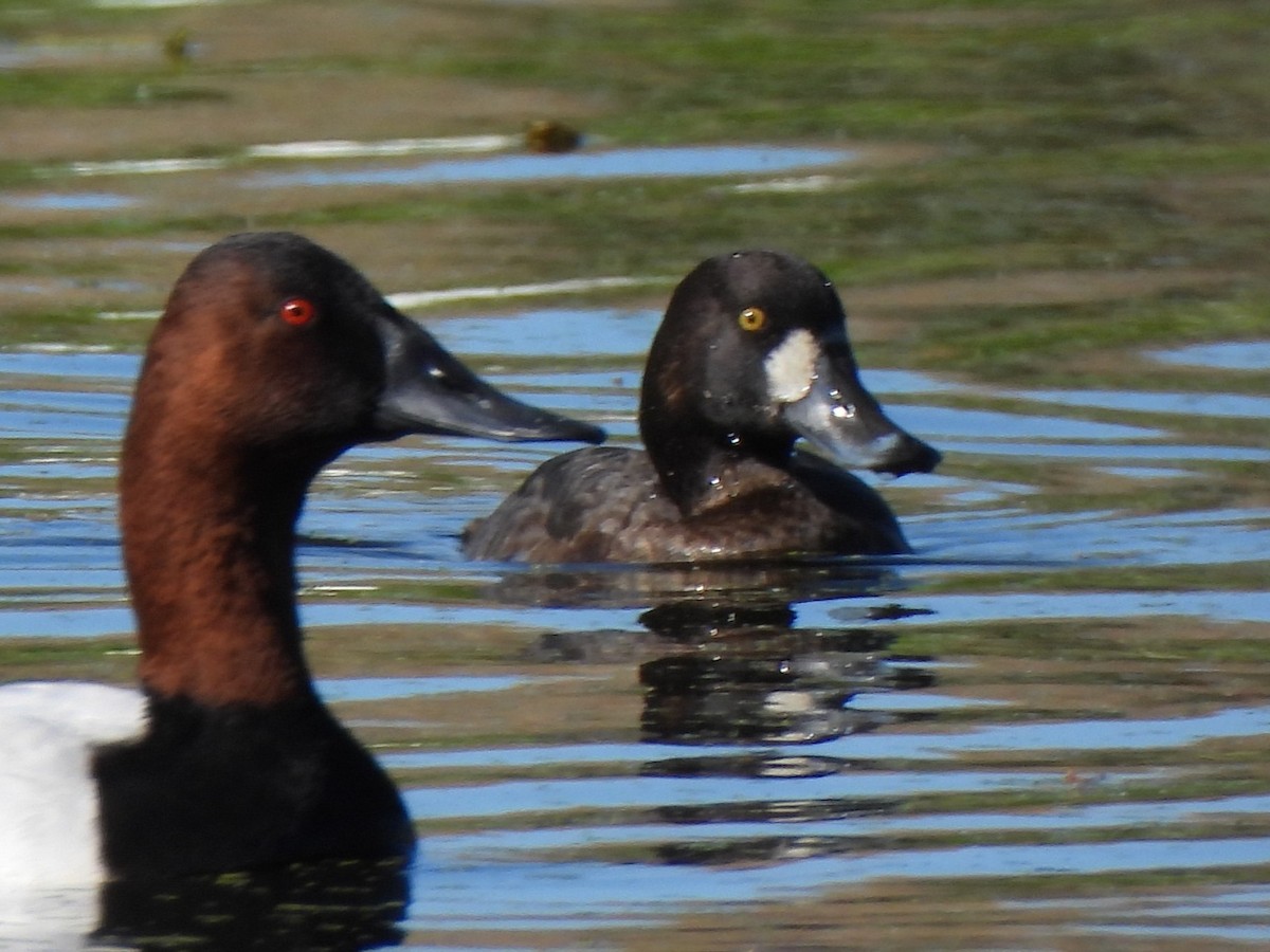 Морская чернеть - ML647252173