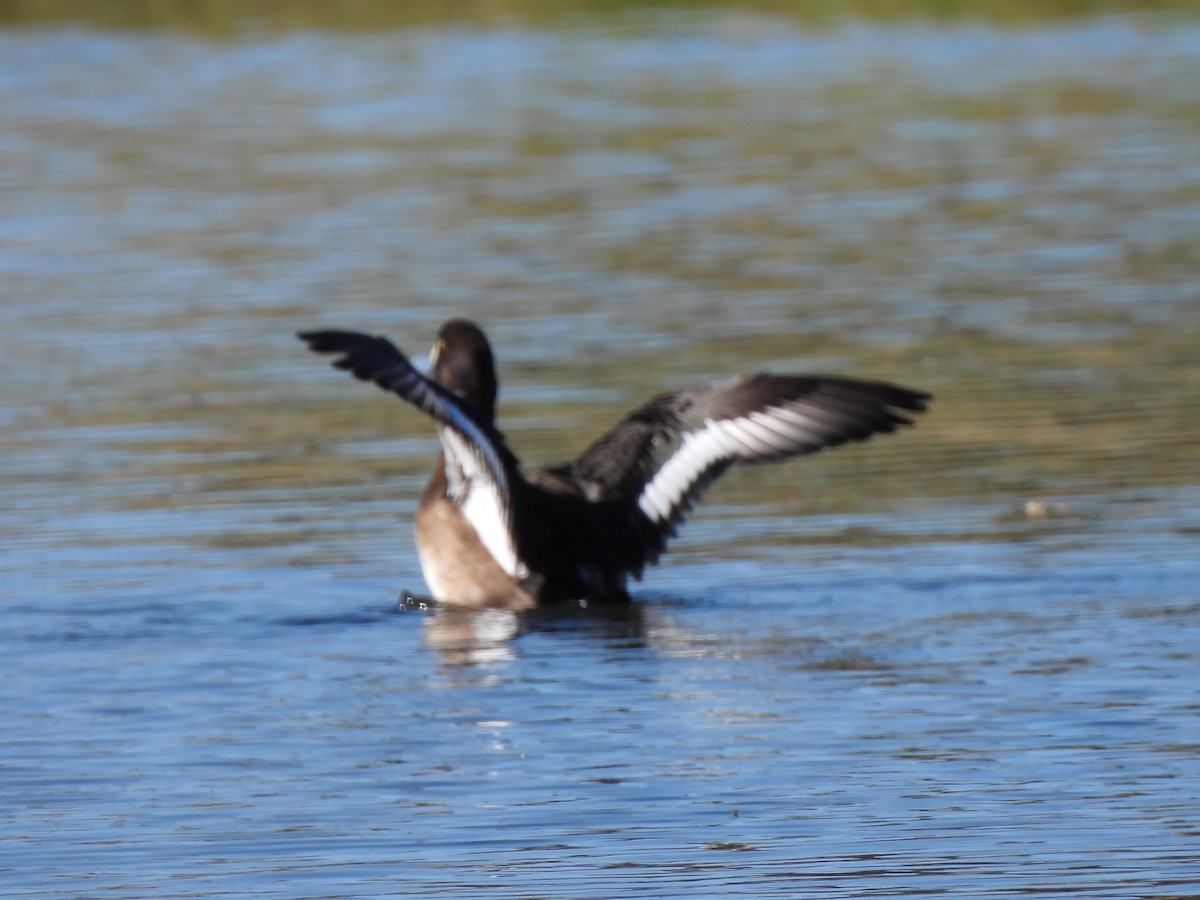 Морская чернеть - ML647252174