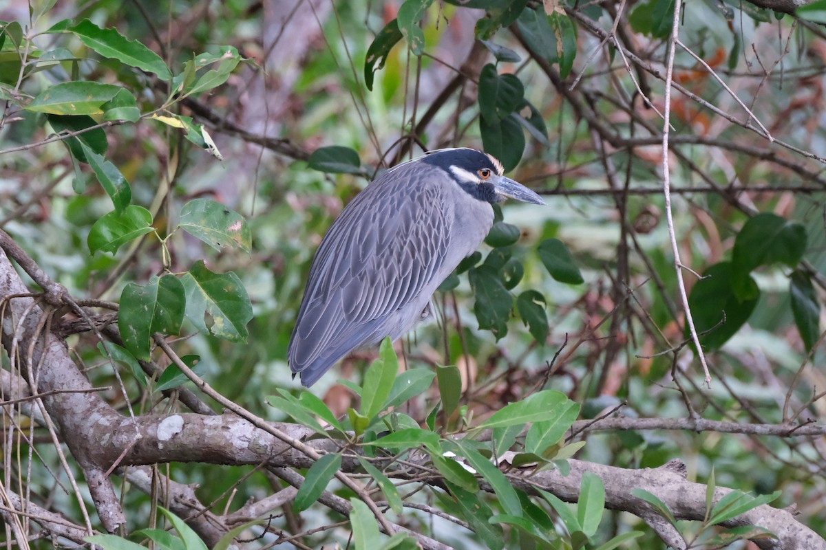 kvakoš žlutočelý - ML647252175